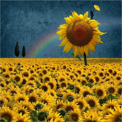 champ de tournesols