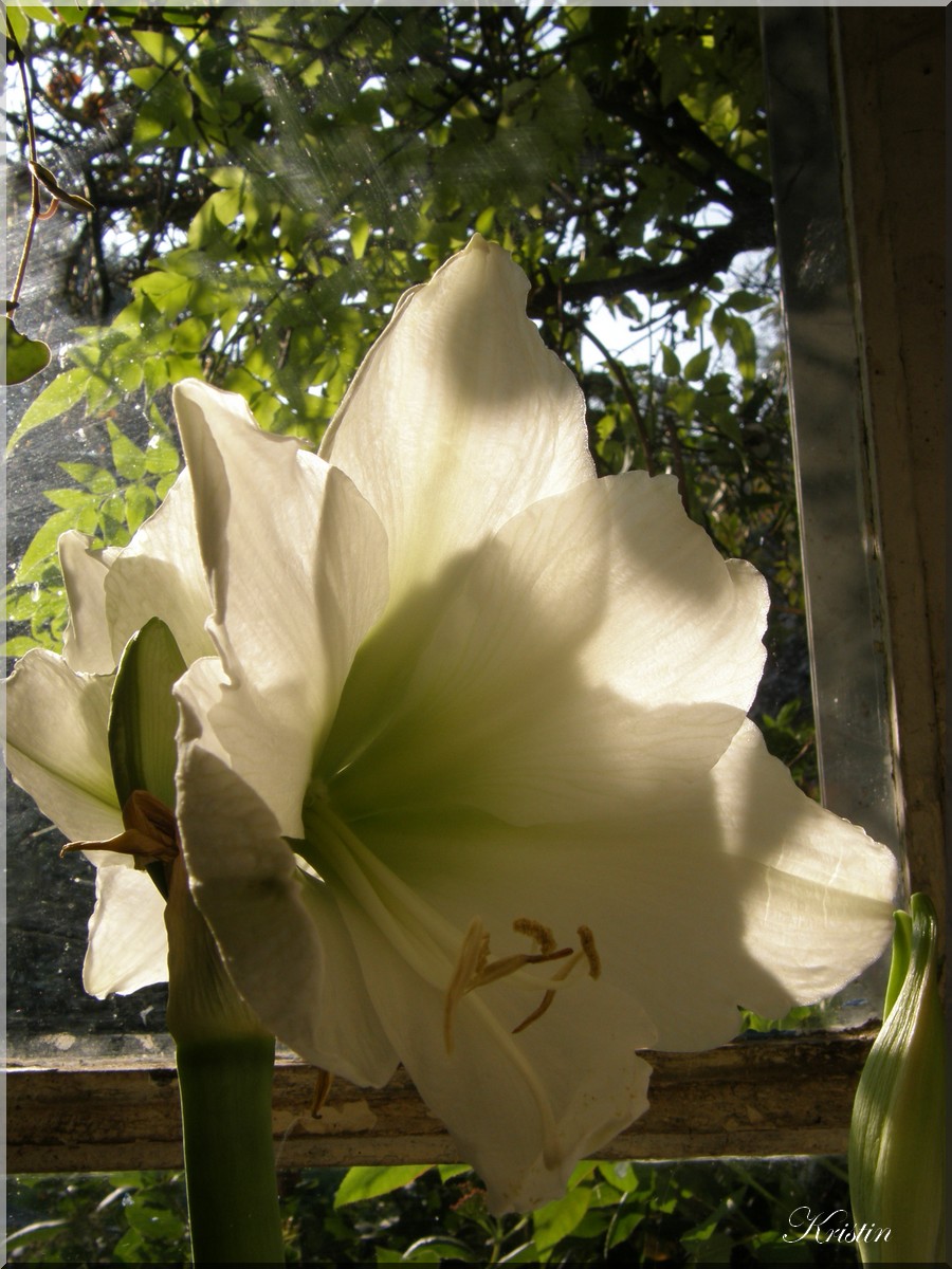 amaryllis