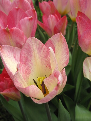 Tulipe fosteriana 'Flamming Purissima'