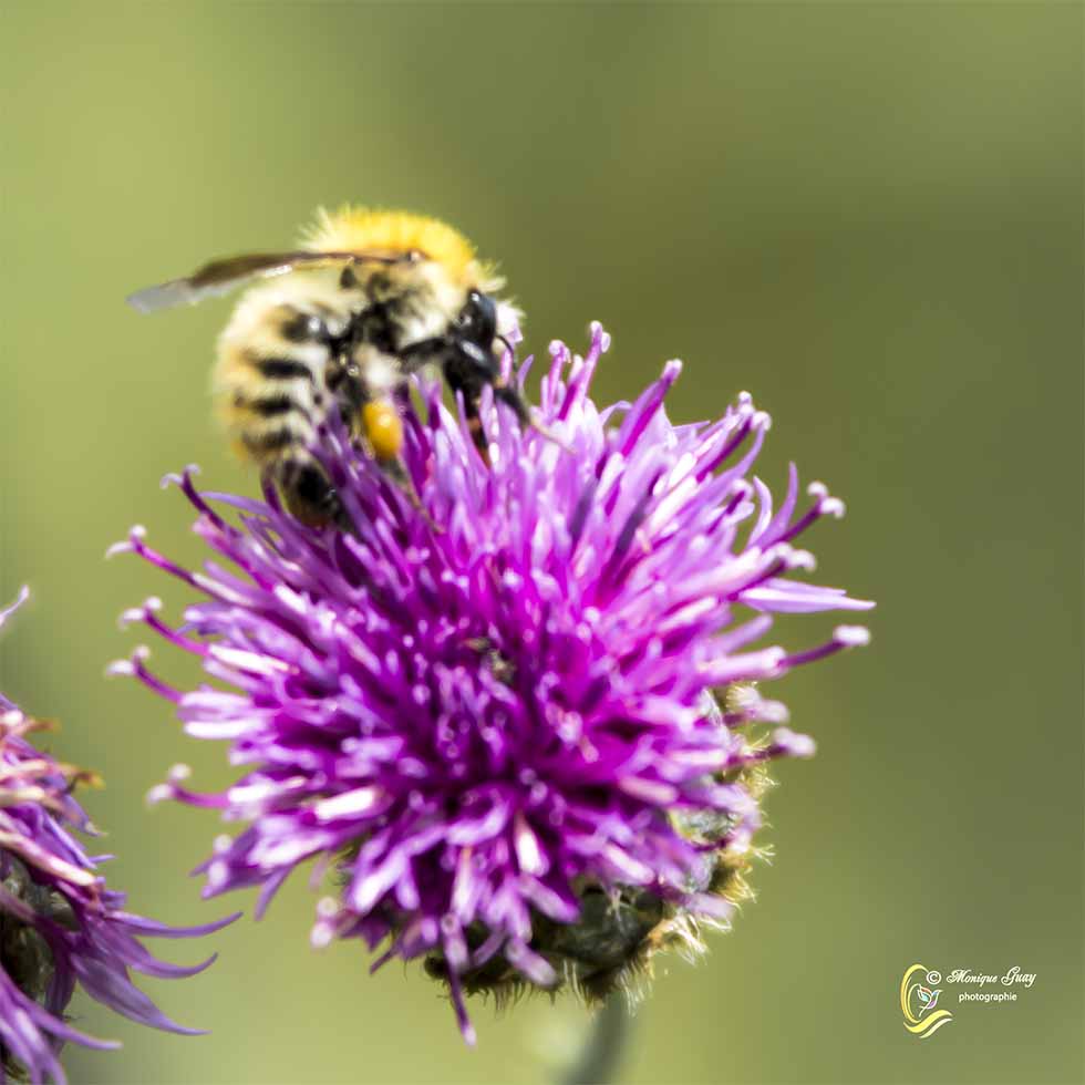 Abeille et fleur