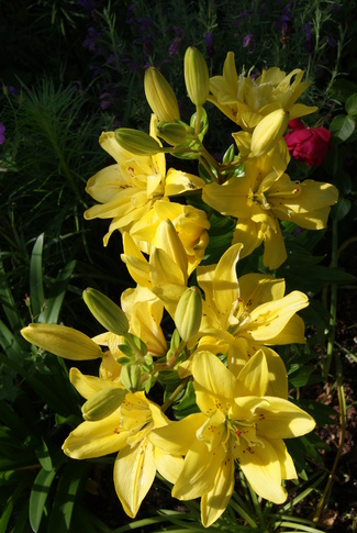 Lys asiatique jaune à fleurs doubles jaunes Fata Morgana