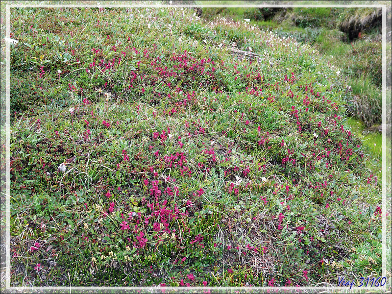 Couleur d'automne : Myrtille des marais, Myrtillier arctique, Arctic blueberry (Vaccinium uliginosum) - Pond Inlet - Baffin Island - Nunavut - Canada