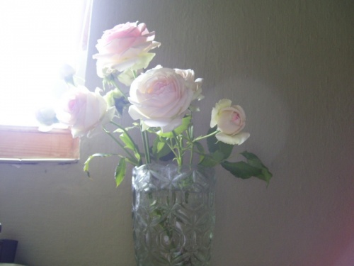 Mes photos de roses/Rózsafotók a kertemből