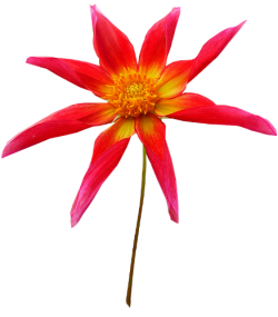 Tubes PNG de fleurs