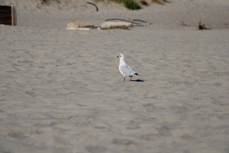 a la plage