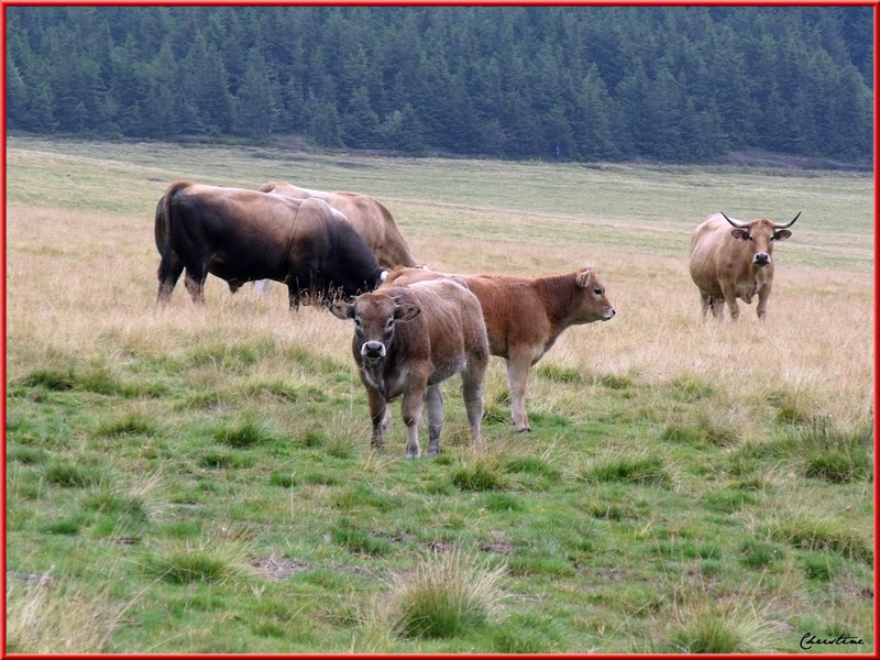 VACHES DE RACE AUBRAC