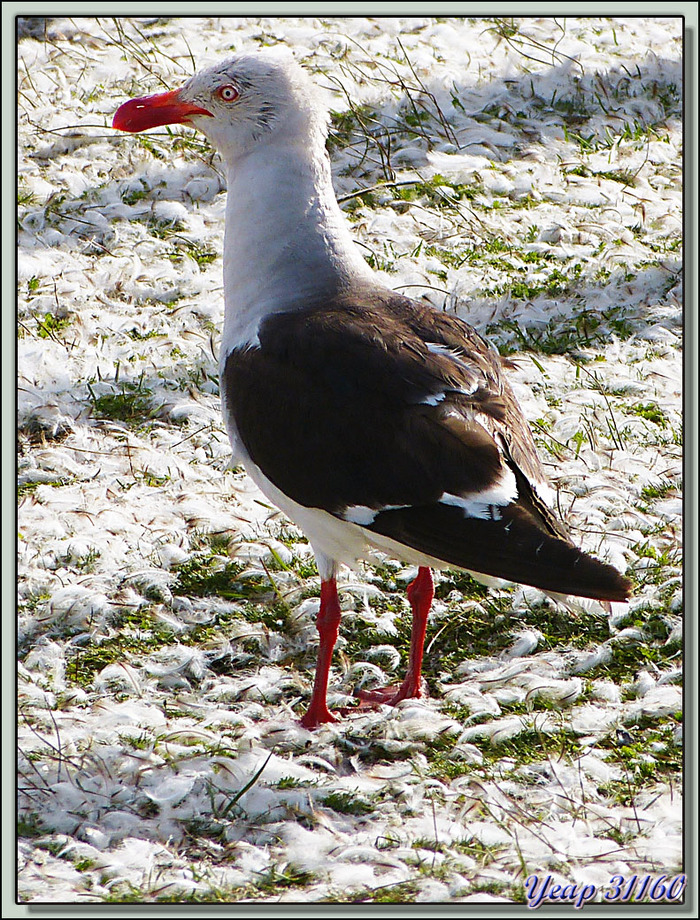 Goéland de Scoresby (Leucophaeus scoresbii) - Volunteer Point - Falkland Islands, Iles Malouines, Islas Malvinas