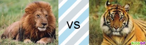 lion vs tigre