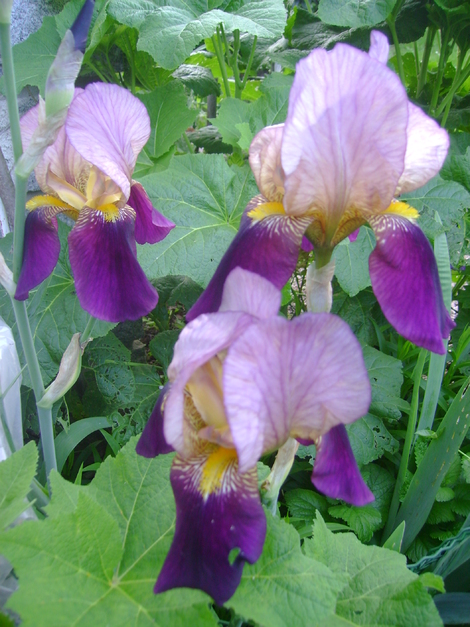 LES FLEURS DE MON JARDIN .