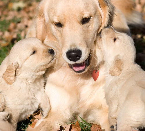 Goldens retrievers