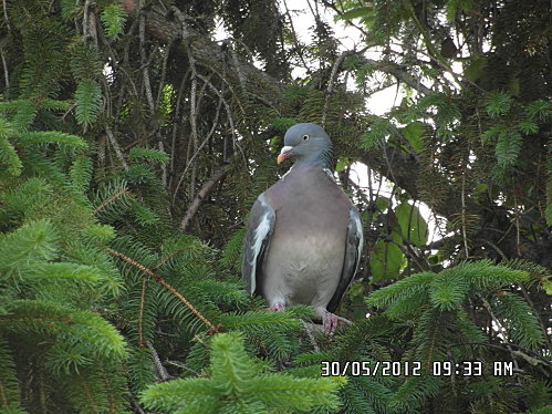 pigeon-021.JPG