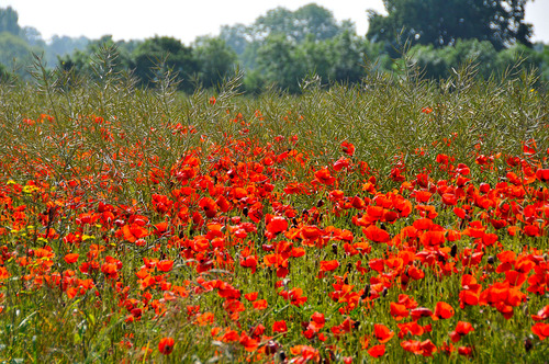                                       " LES COQUELICOTS" de nos Campagnes"