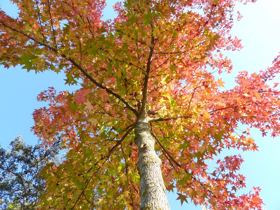 Dimanche 15 octobre, 26°