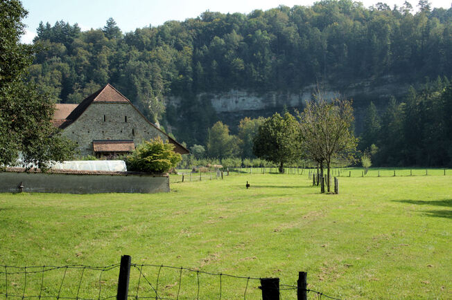 Au bord du chemin... la Sarine