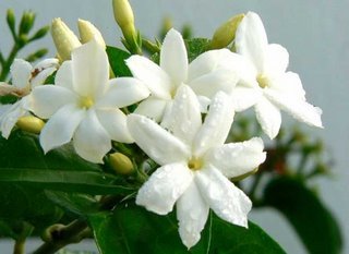 jasmin