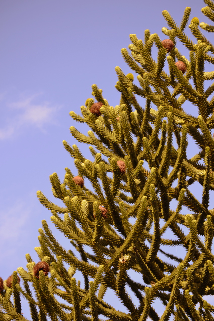 L 'araucaria - araucana 