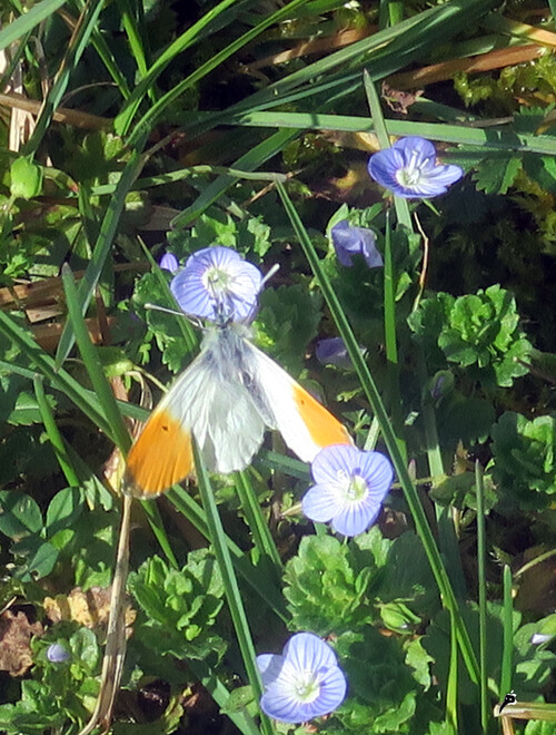 Aurore (Anthocharis cardamines) mâle 