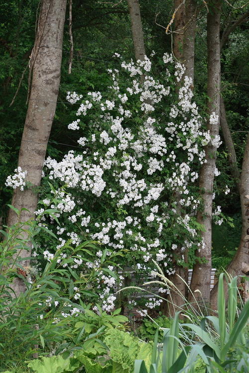 Jardin de Gilles 2015