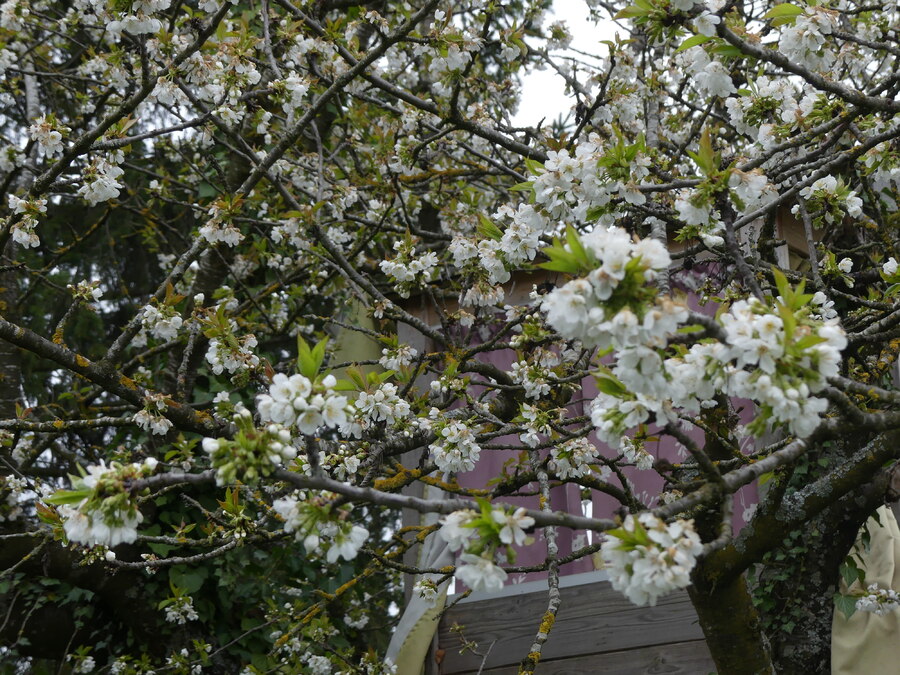 DERNIERE  NEIGE  ET  PETITES  FLEURS  PRINTANIERES 