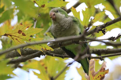 Conure Veuve (Monk Parakeet)