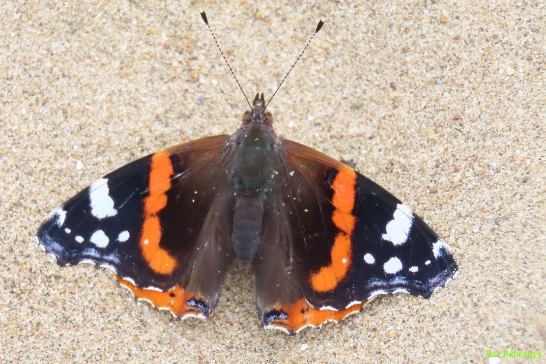 un papillon sur la plage