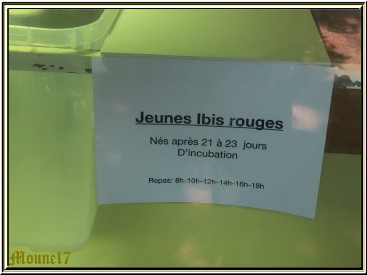 La Nursery et les bébés au zoo de La Palmyre (été2022)