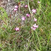 Œillet à delta (Dianthus deltoides)