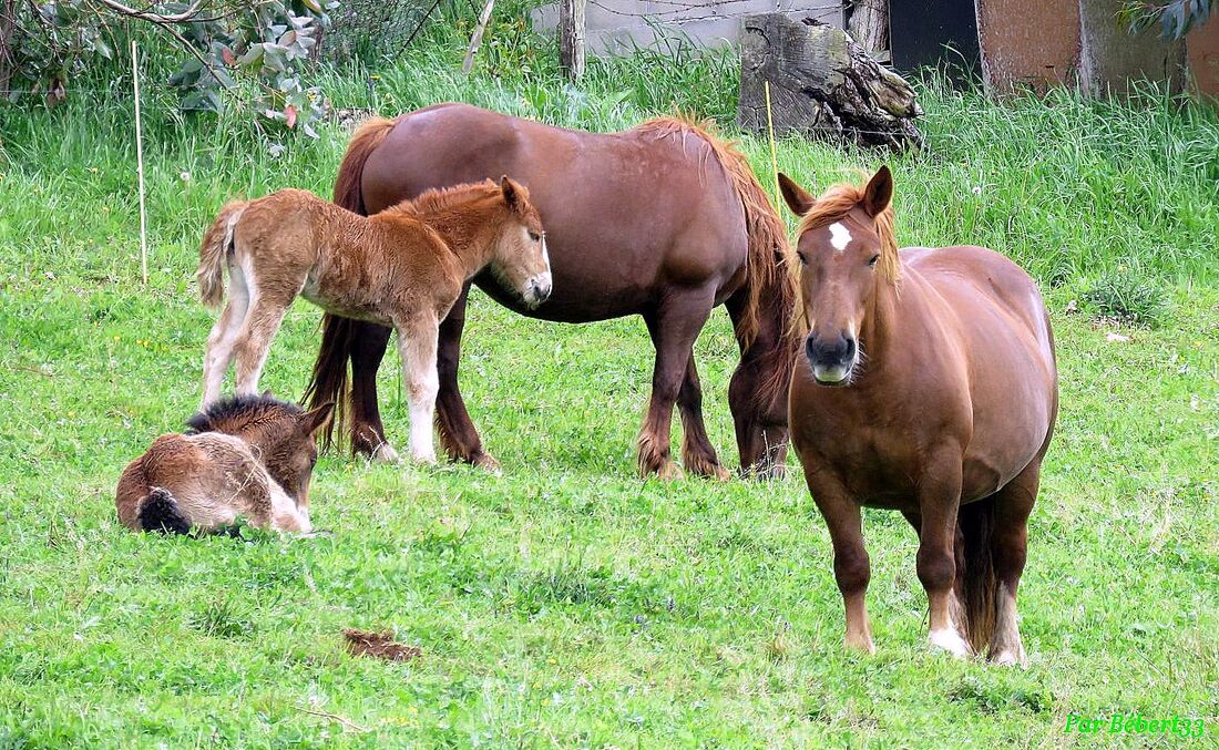 des chevaux à Cabarceno