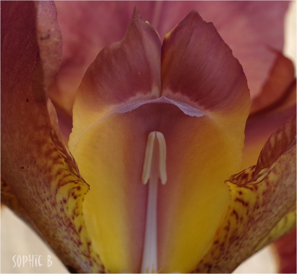 Anatomie d'un iris .