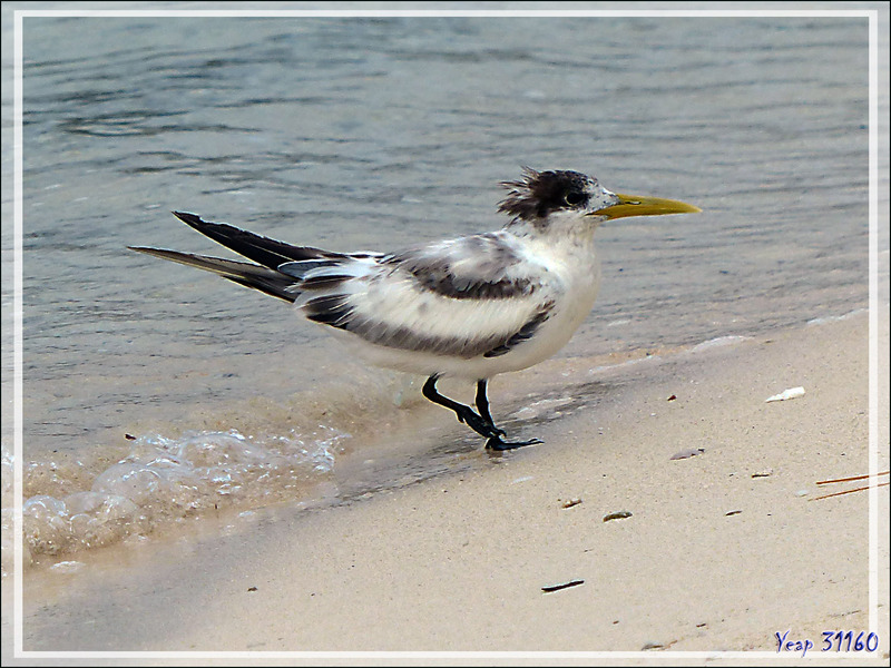 Sterne huppée, Greater Crested Tern (Thalasseus bergii) - Lagon bleu - Atoll de Fakarava - Tuamotu - Polynésie française