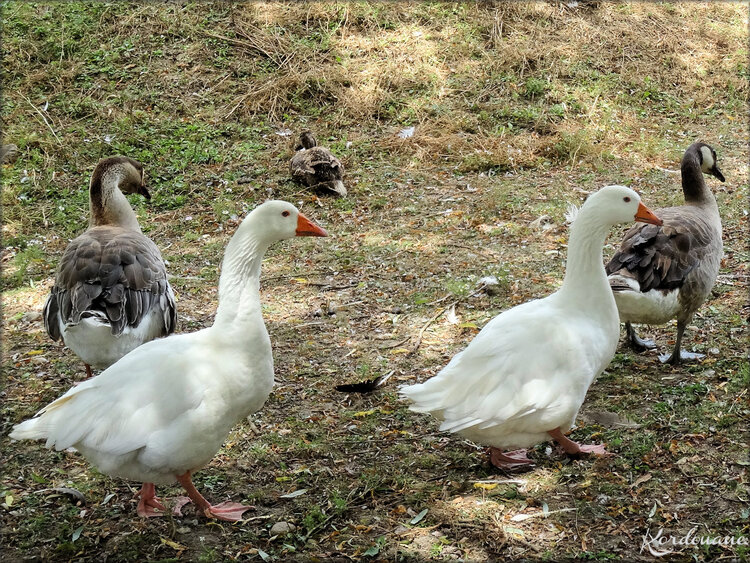 Photo de grue antigone (Ferme exotique - Cadaujac)