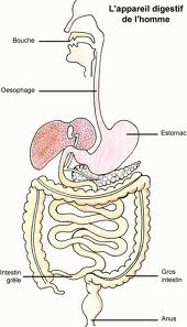 La digestion : à quoi elle sert et comment ça fonctionne ?