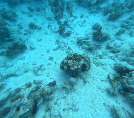 Snorkeling proche de l'île de Mnemba. Zanzibar