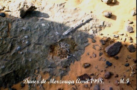 Copie de Maroc Fossile