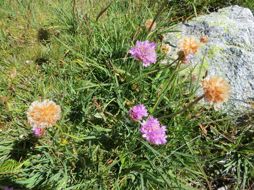 Fleurs roses