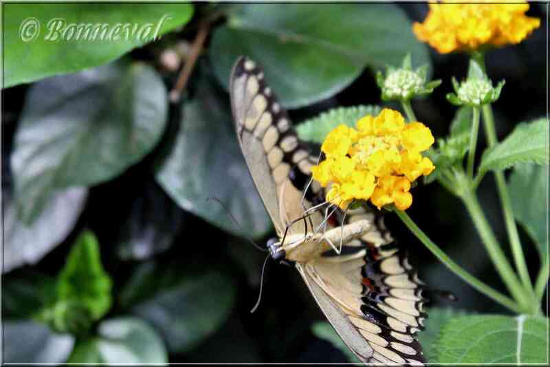 Papillons tropicaux Papilio heraclides cresphontes thoas