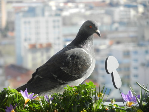 BLUE AU BALCON