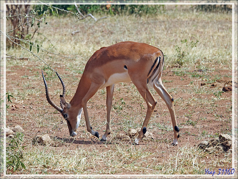 Impala mâle (Aepyceros melampus) - Safari terrestre - Parc National de Chobe - Botswana