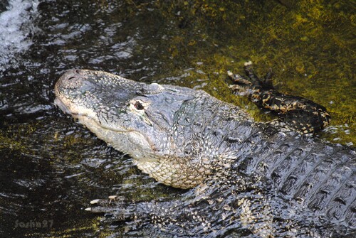 L'alligator du Mississippi.