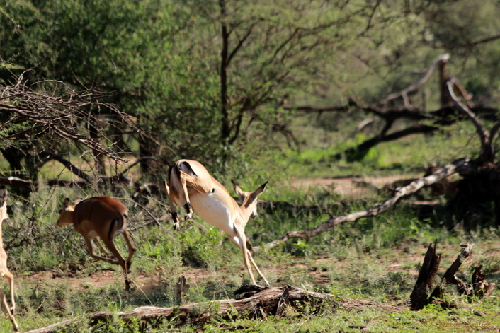 Impalas bondissantes
