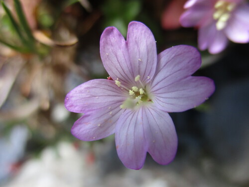 Fleurs roses