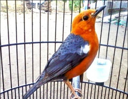 Trik Jitu Membuat Anis Merah Teler Istimewa Dengan Cepat Kalla