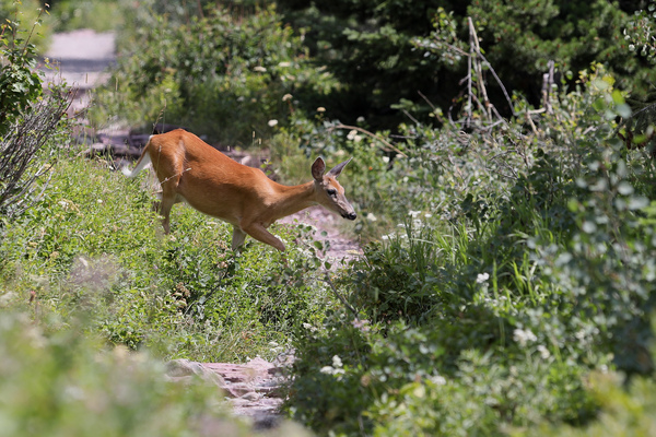 Swiftcurrent pass trail