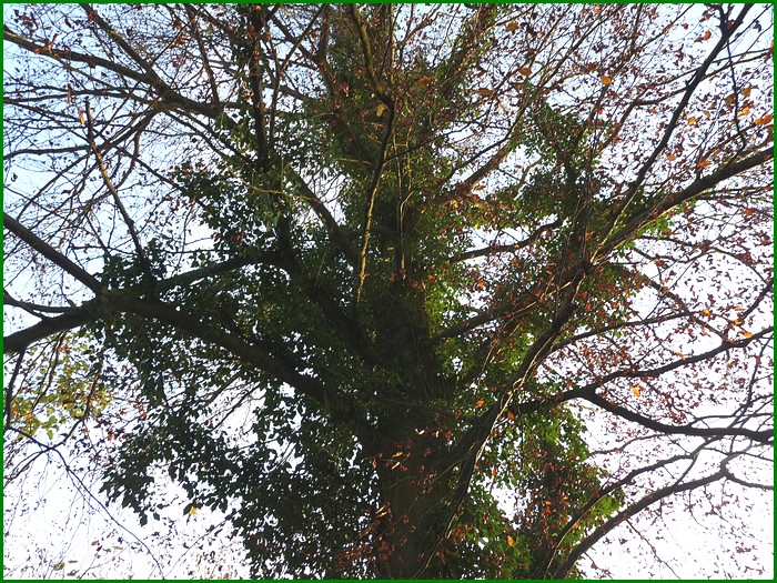 La forêt en décembre