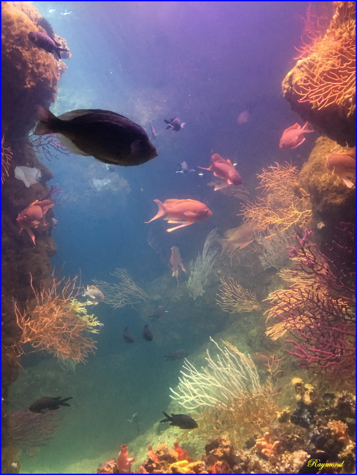 Aquarium de la rochelle.