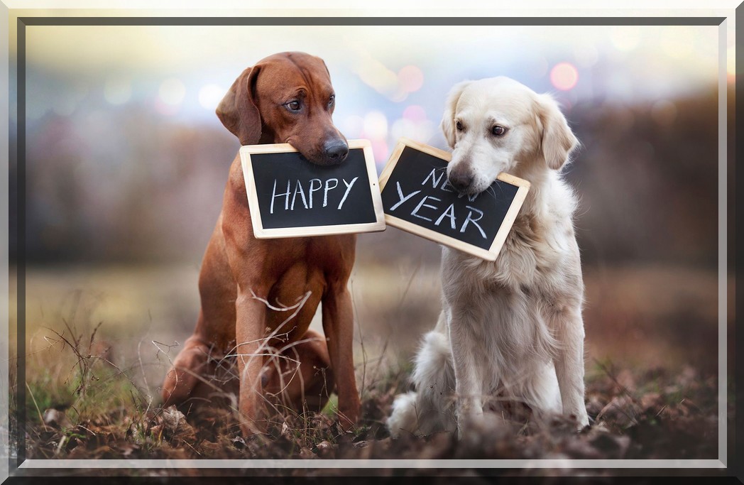 Images pour blogs et Facebook: Bonne année avec vos animaux