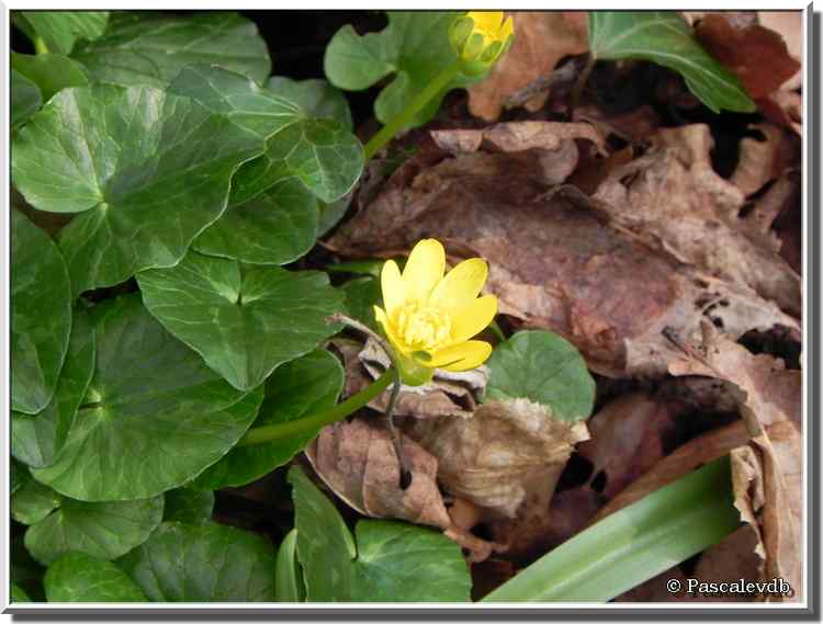 Premiers signes du printemps