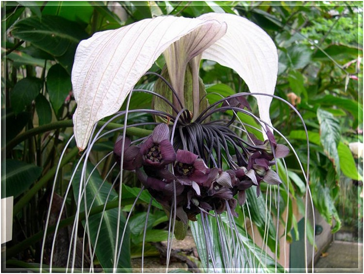 Такка Tacca описание и уход на FloralWorldru