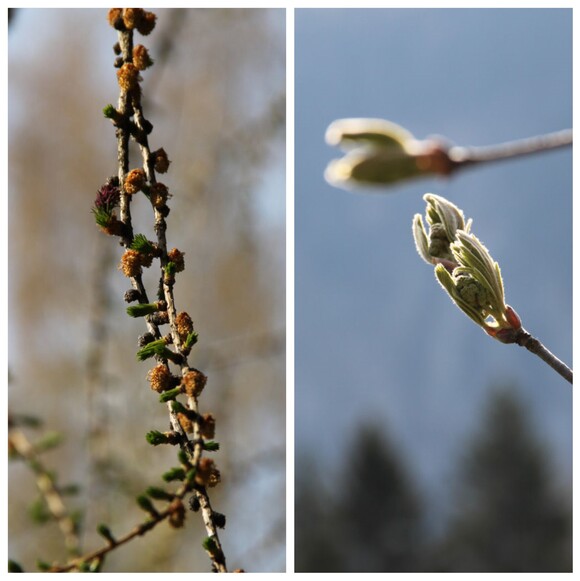 Au bord du chemin... printemps timide