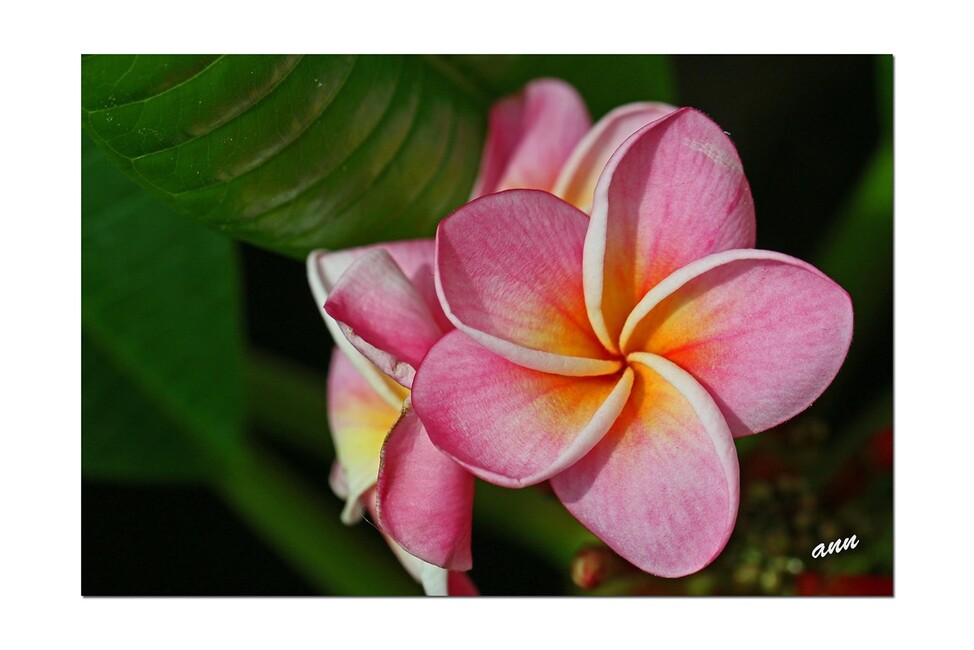 Petites Fleurs